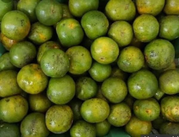 Jeruk Peras Goreng: Bibit dan Pupuk Berkualitas Buah Lezat